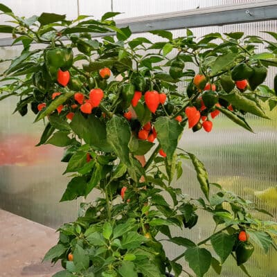 Habanero Orange - Sjemenke chili papričica 8 Habanero Orange - Sjemenke chili papričica - Slika 3