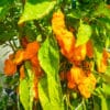 Habanero Numex Suave - Sjemenke chili papričica 1 Habanero Numex Suave - Sjemenke chili papričica