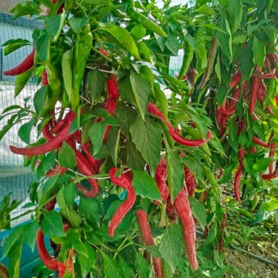Koja sorta chili paprike je stvorena za tebe? 15 Hot Portugal - Sjemenke chili papričica