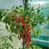 Serrano - Sjemenke chili papričica 2 Serrano - Sjemenke chili papričica