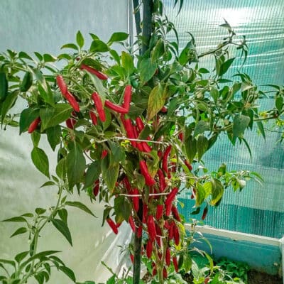 Koja sorta chili paprike je stvorena za tebe? 18 Serrano - Sjemenke chili papričica