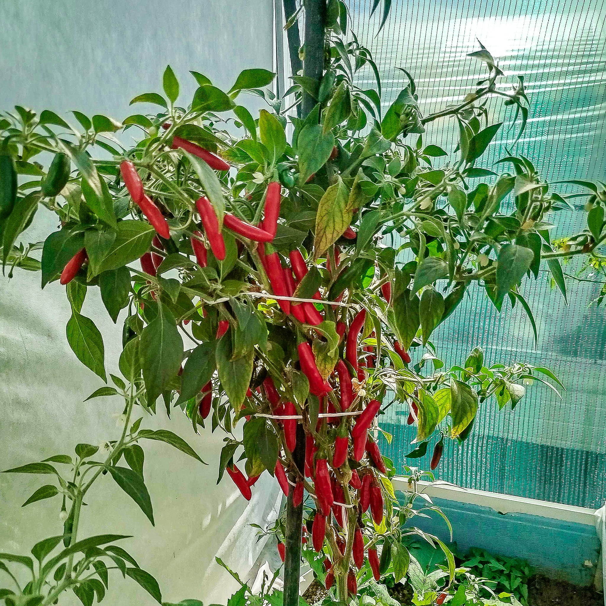 Serrano - Sjemenke chili papričica 3 Serrano - Sjemenke chili papričica