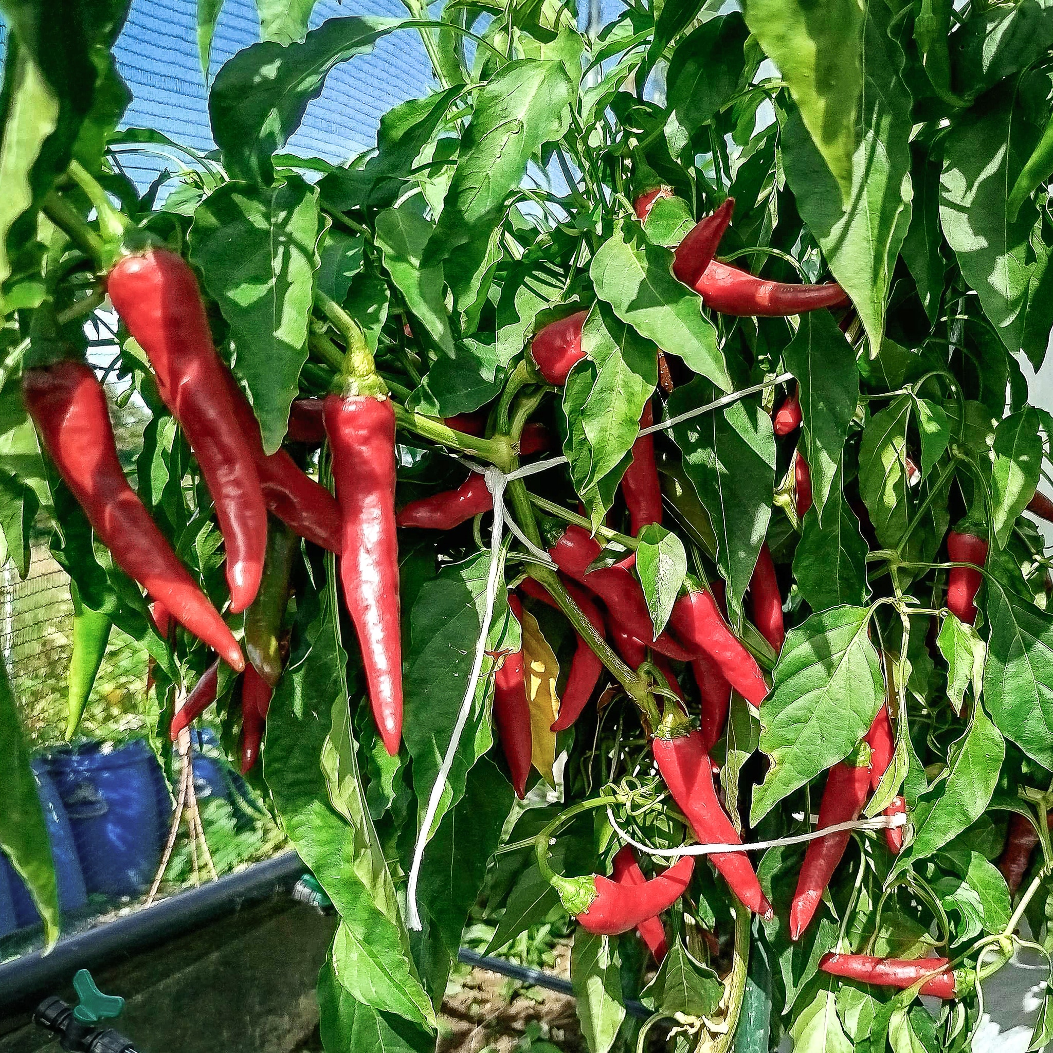 Cayenne - Sjemenke chili papričica 3 Cayenne - Sjemenke chili papričica
