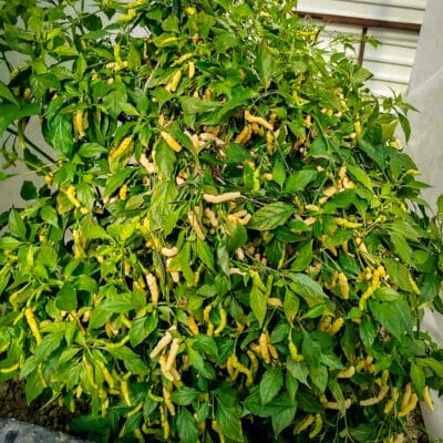 Koja sorta chili paprike je stvorena za tebe? 54 Aribibi Gusano - Sjemenke chili papričica