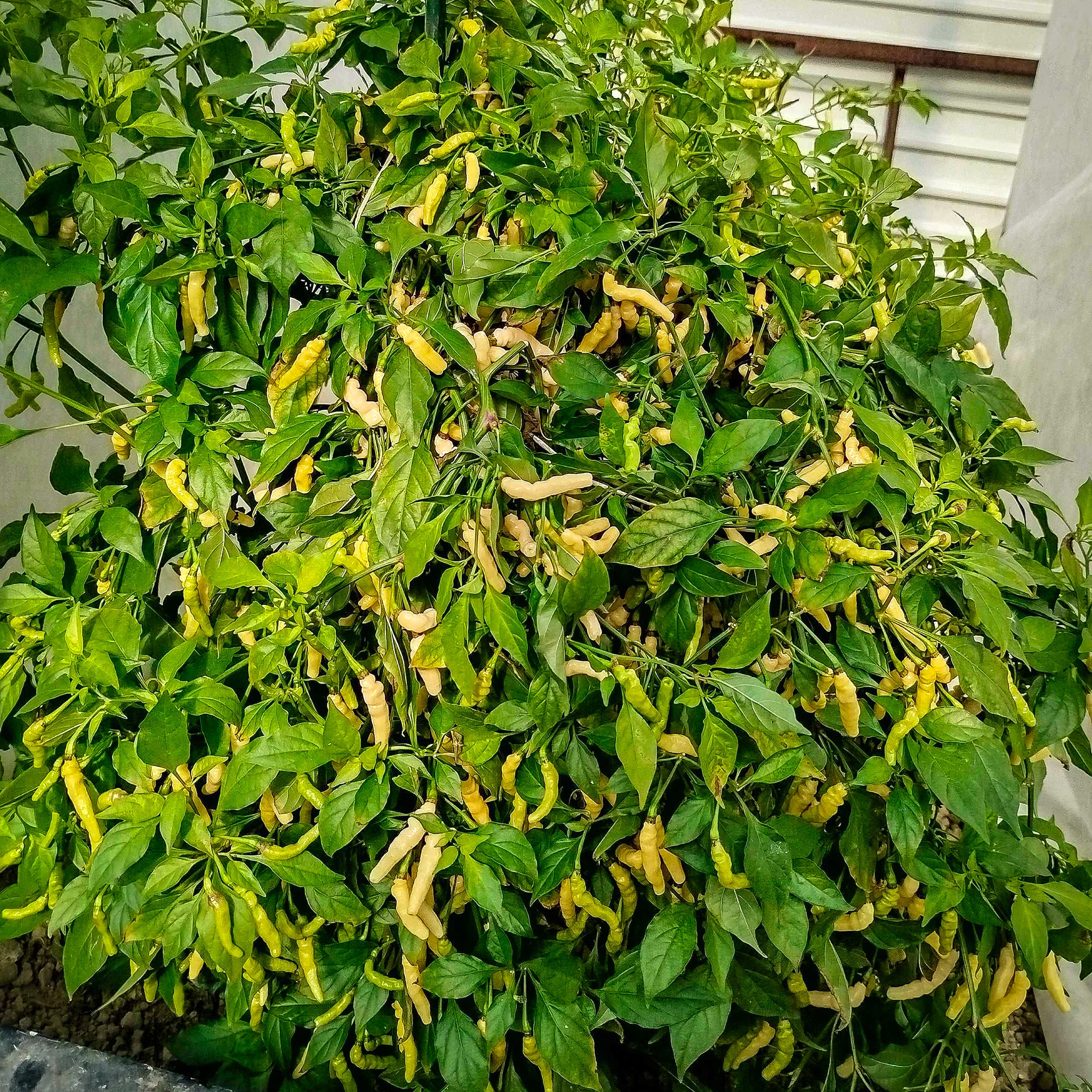 Aribibi Gusano - Sjemenke chili papričica 3 Aribibi Gusano - Sjemenke chili papričica