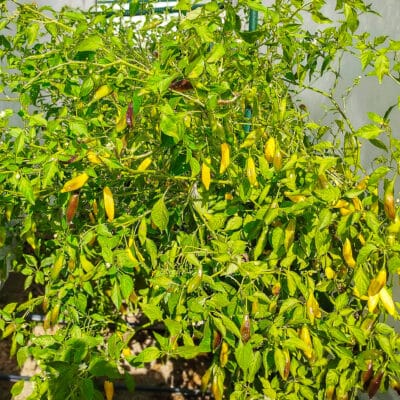 Koja sorta chili paprike je stvorena za tebe? 24 Aji Pineapple - Sjemenke chili papričica