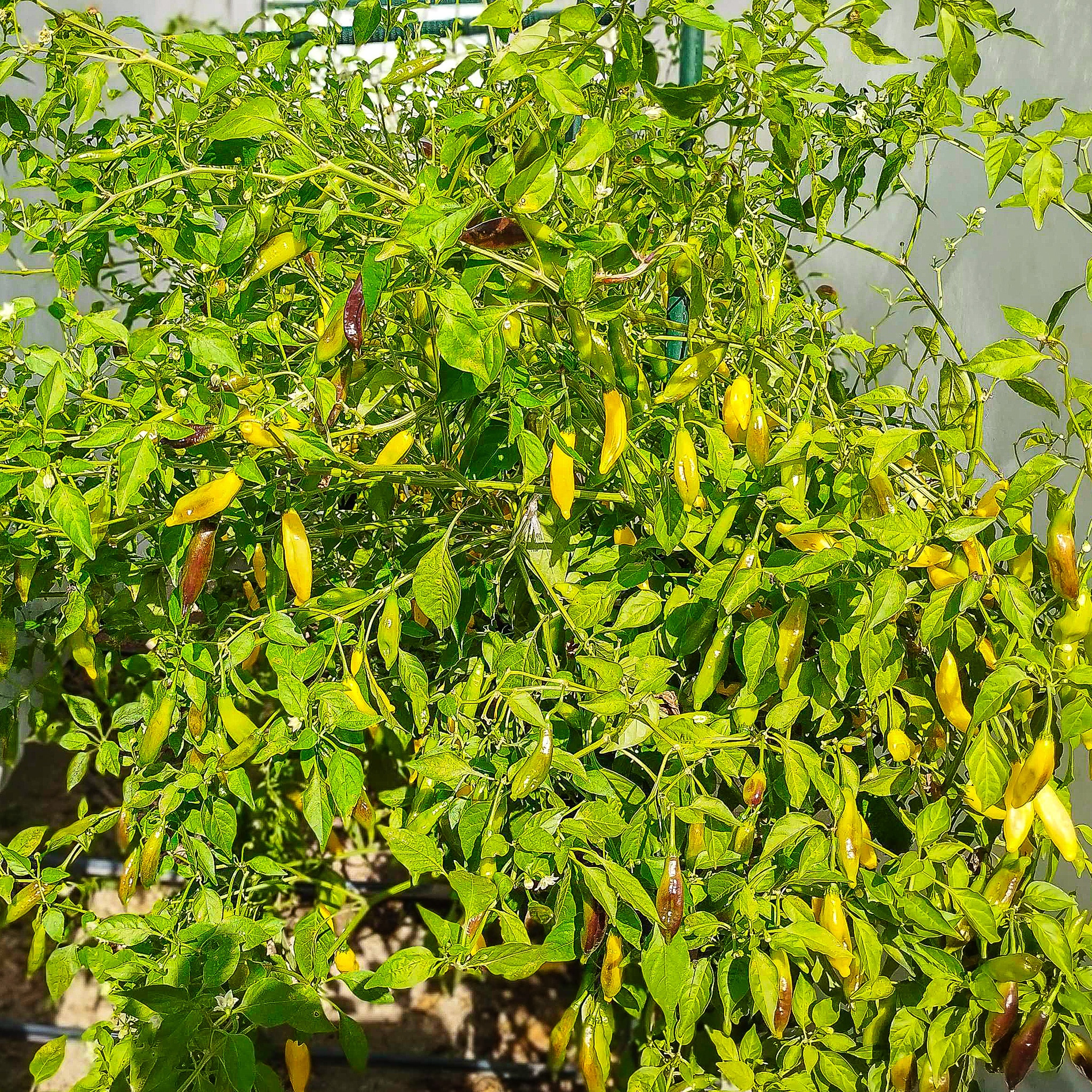 Aji Pineapple - Sjemenke chili papričica 3 Aji Pineapple - Sjemenke chili papričica