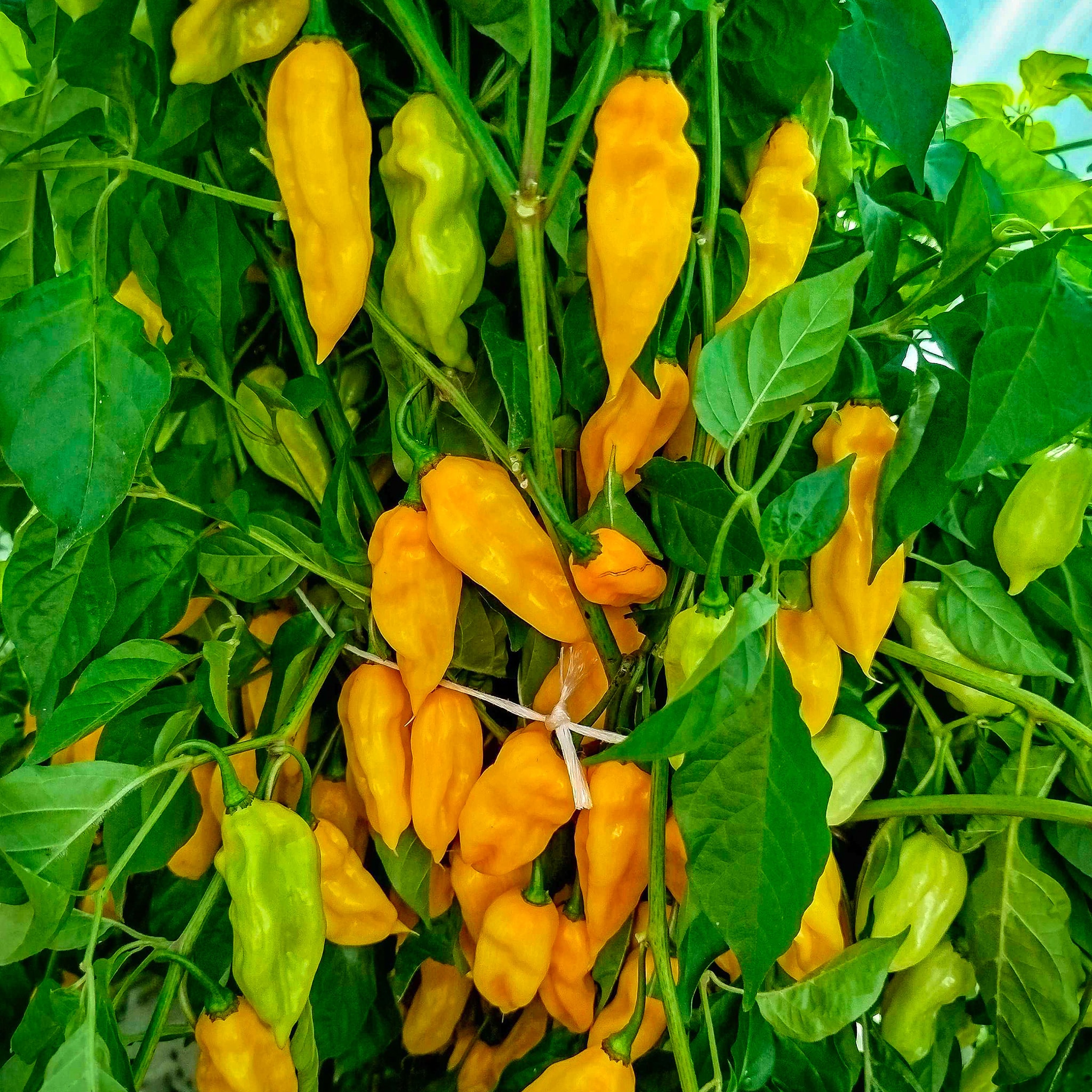 Habanero Lemon - Sjemenke chili papričica 3 Habanero Lemon - Sjemenke chili papričica