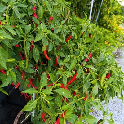 Istina ili mit: chili papričice produžuju život? 5 sjetvu chili sjemenki