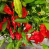 Bhut Jolokia Red - Sjemenke chili papričica 1 Bhut Jolokia Red - Sjemenke chili papričica