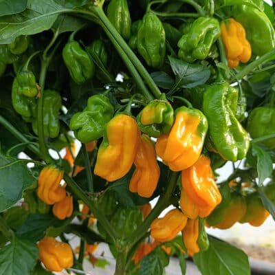 Istina ili mit: chili papričice produžuju život? 2 Habanero Yellow - Sjemenke chili papričica