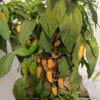 Jalapeno Numex Lemon Spice - Sjemenke chili papričica 2 Jalapeno Numex Lemon Spice - Sjemenke chili papričica