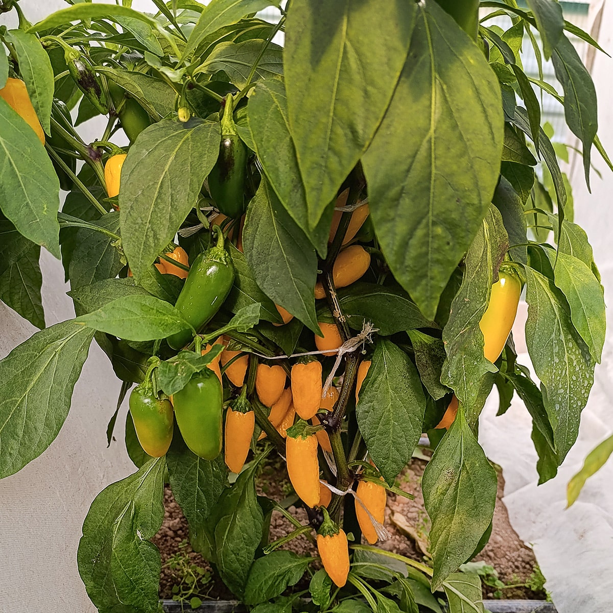 Jalapeno Numex Lemon Spice - Sjemenke chili papričica 3 Jalapeno Numex Lemon Spice - Sjemenke chili papričica