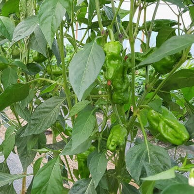 Koja sorta chili paprike je stvorena za tebe? 13 Pimiento de Padron - Sjemenke chili papričica