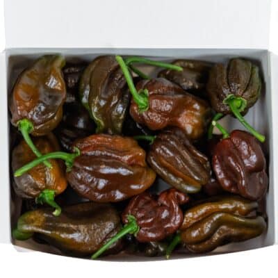 Habanero Chocolate - svježe chili papričice 200g 7 Habanero Chocolate - svježe chili papričice 200g