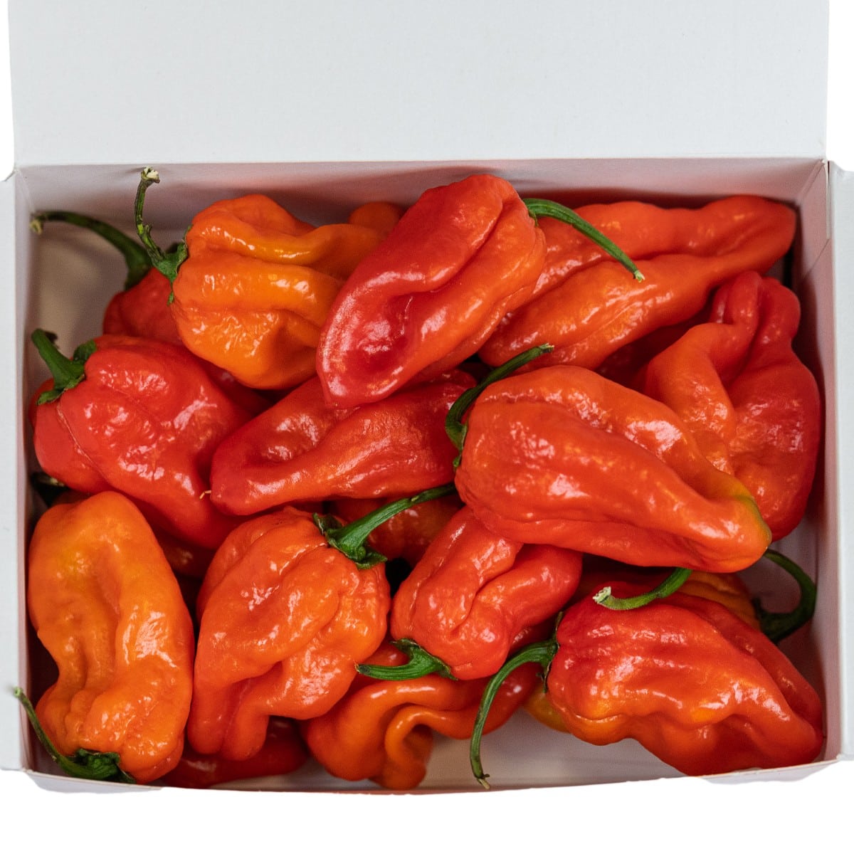 Habanero Red - svježe chili papričice 200g 4 Habanero Red - svježe chili papričice 200g
