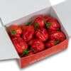 Red Savina Habanero - svježe chili papričice 200g 2 Red Savina Habanero - svježe chili papričice 200g