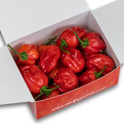 Punjene tikvice s mljevenim mesom i ljutim Red Savina papričicama 19 Red Savina Habanero - svježe chili papričice 200g