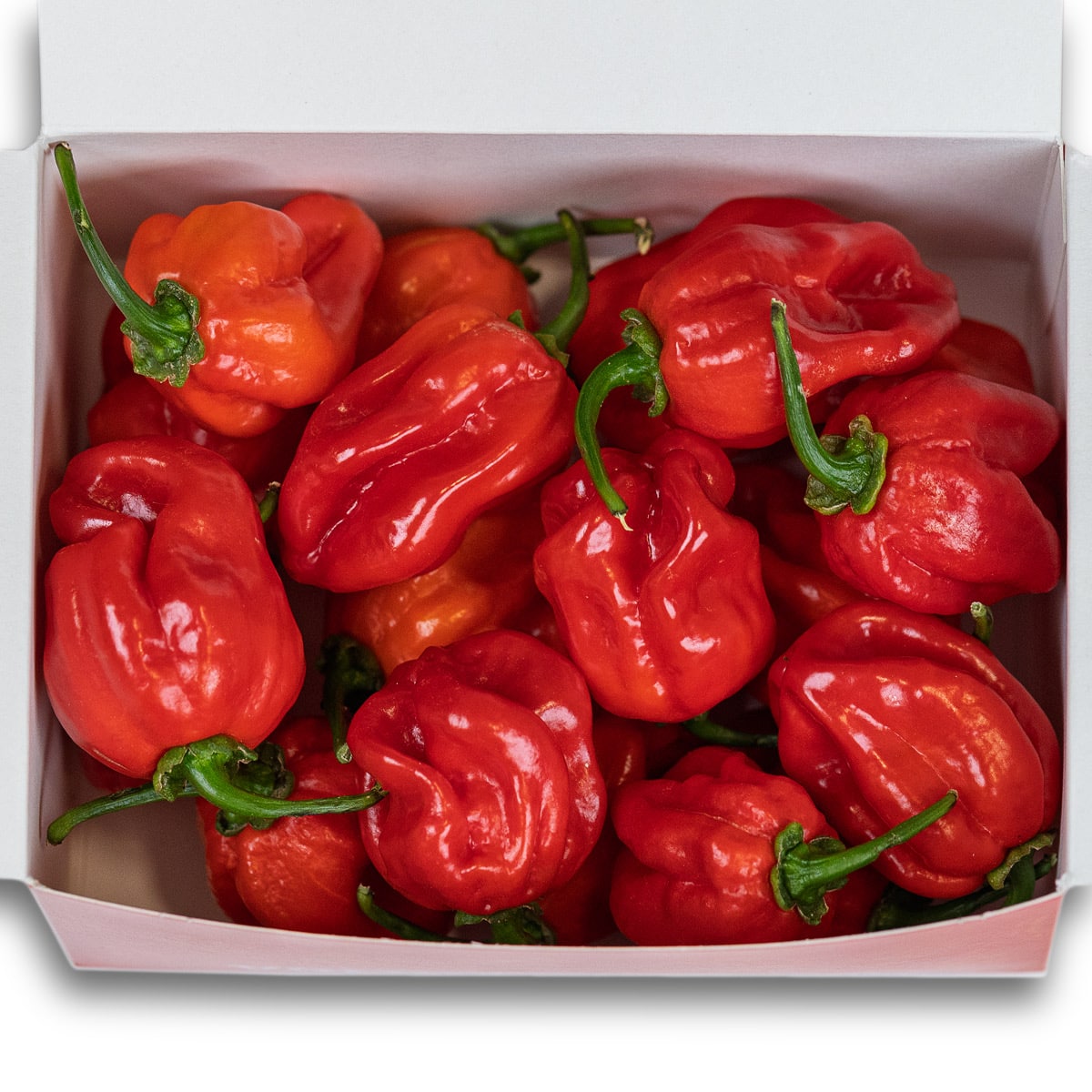 Red Savina Habanero - svježe chili papričice 200g 4 Red Savina Habanero - svježe chili papričice 200g